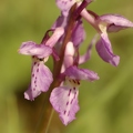 Orchis_male_06.jpg