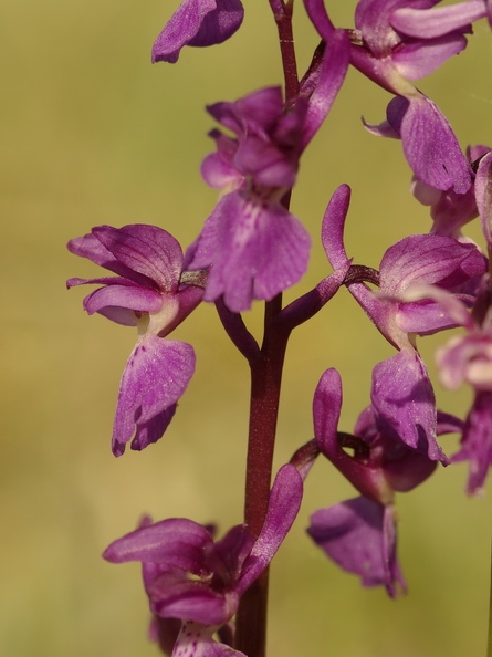 Orchis_male_07.jpg