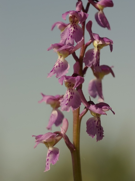 Orchis_male_08.jpg