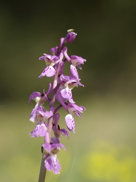 Orchis_male_09.jpg