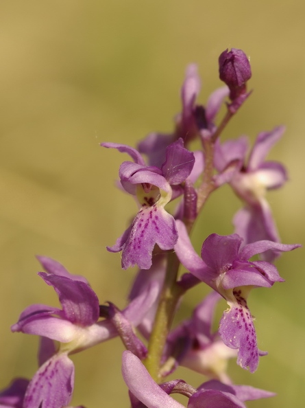 Orchis_male_10.jpg