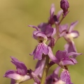 Orchis_male_10.jpg