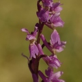Orchis_male_11.jpg