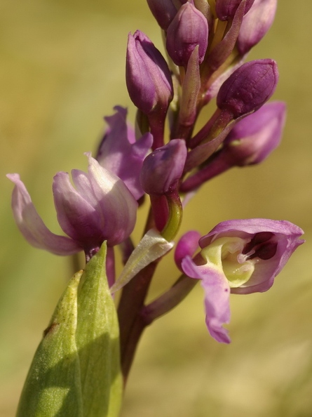 Orchis_male_12.jpg