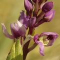 Orchis_male_12.jpg