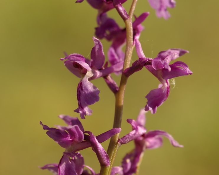 Orchis_male_13.jpg