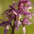 Orchis_male_14.jpg