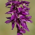 Orchis_male_15.jpg
