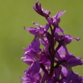 Orchis_male_16.jpg