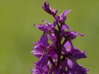 Orchis mâle