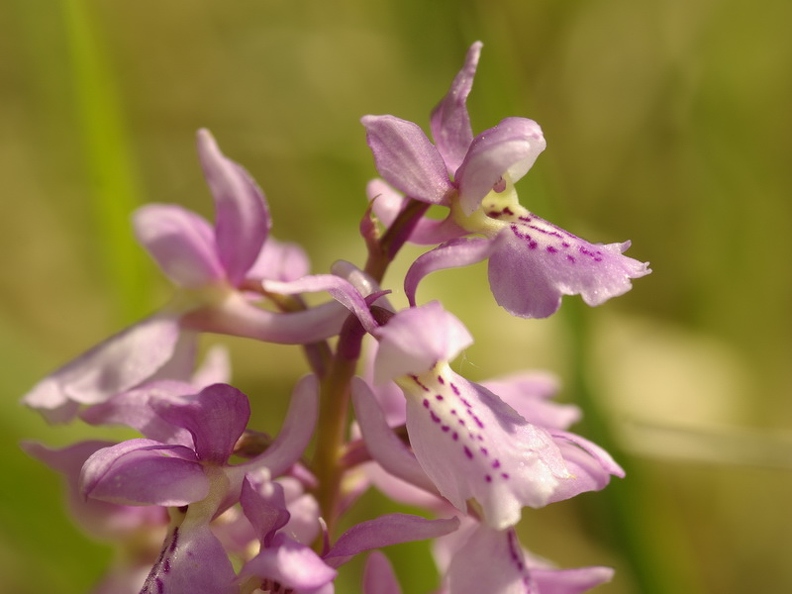 Orchis_male_17.jpg