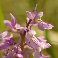 Orchis_male_17.jpg