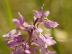 Orchis mâle