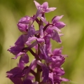 Orchis_male_18.jpg