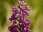 Orchis mâle