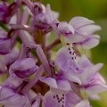 Orchis_male_19.jpg