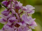 Orchis mâle