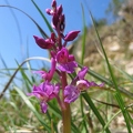 Orchis_male_21.JPG
