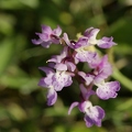 Orchis_male_22.jpg