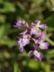 Orchis mâle