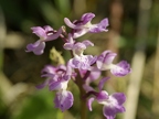 Orchis mâle