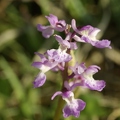 Orchis_male_24.jpg