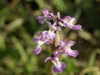 Orchis mâle