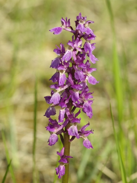 Orchis_male_25.jpg