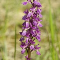 Orchis_male_25.jpg