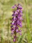 Orchis mâle