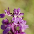Orchis_male_26.jpg