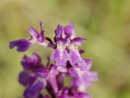 Orchis mâle