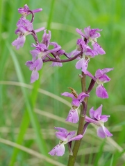 Orchis mâle