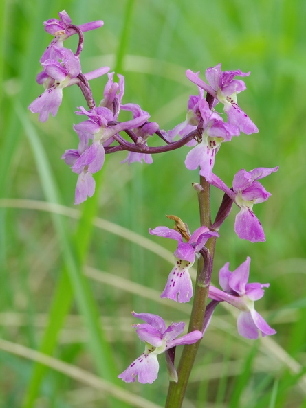 Orchis_male_27.jpg