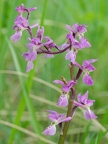 Orchis mâle