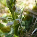 Orchis_male_28.jpg
