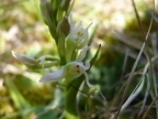 Orchis mâle