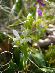 Orchis mâle