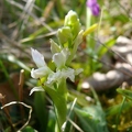 Orchis_male_29.jpg
