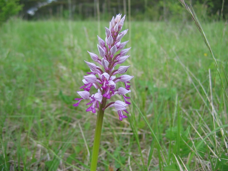 Orchis militaire