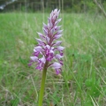 Orchis_militaire_01.jpg