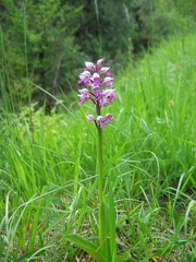 Orchis militaire