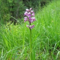 Orchis_militaire_02.jpg