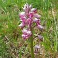 Orchis_militaire_03.jpg