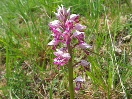 Orchis militaire