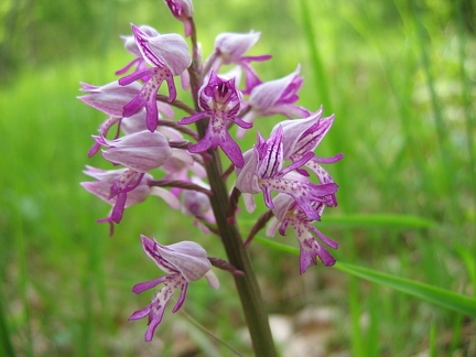 Orchis militaire