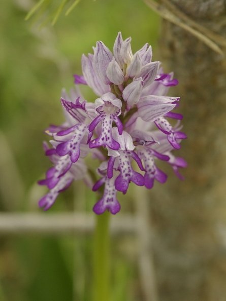Orchis_militaire_05.jpg