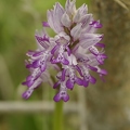 Orchis_militaire_05.jpg