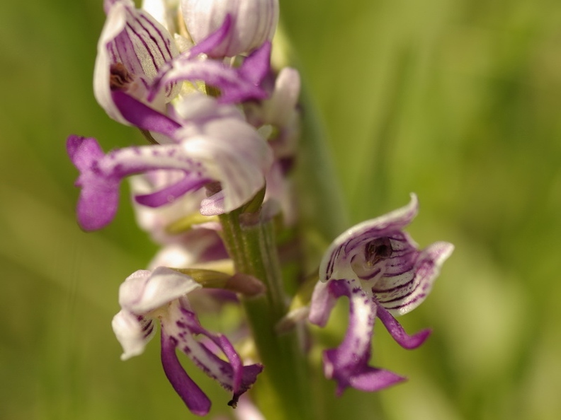 Orchis_militaire_06.jpg