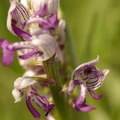 Orchis_militaire_06.jpg